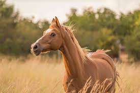 giấc mơ thấy ngựa