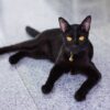 Giải mã chi tiết giấc ngủ mơ thấy mèo đen là điềm báo gì