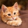 Ngủ mơ thấy con mèo vàng số mấy? – Ý nghĩa giấc mơ mèo vàng