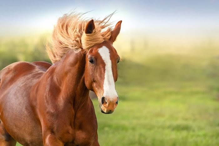 mơ thấy ngựa 